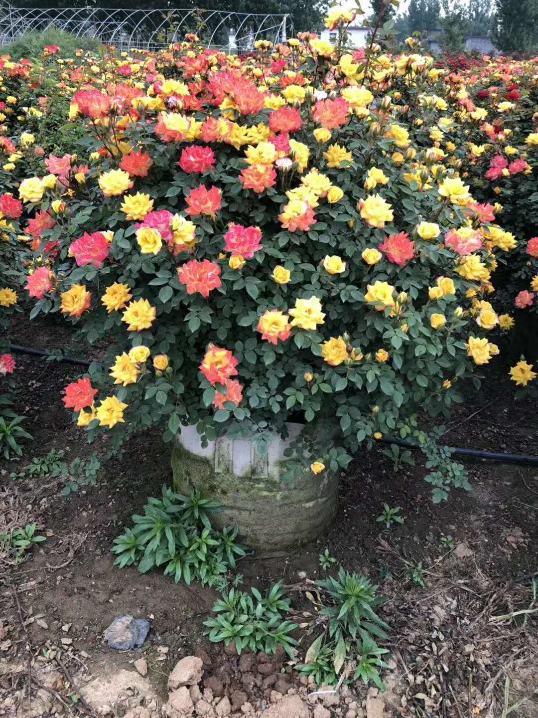 基地造型月季熱賣(mài)中，如：花球、花柱(圖1)